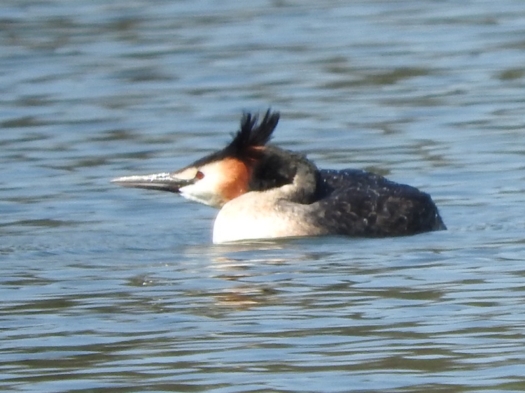 Perkoz dwuczuby Great Crested Grebe